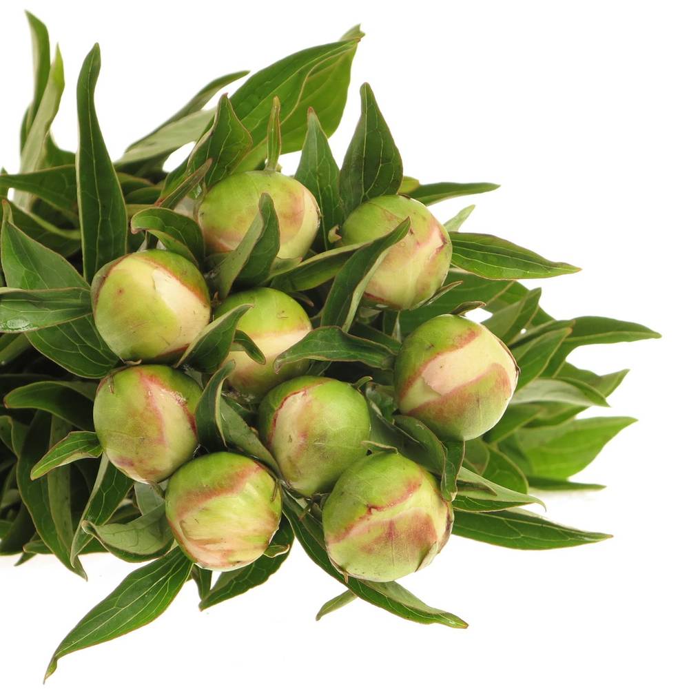 Pfingstrose rosa Krinkled 50cm