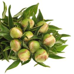 Pfingstrose rosa Krinkled 50cm