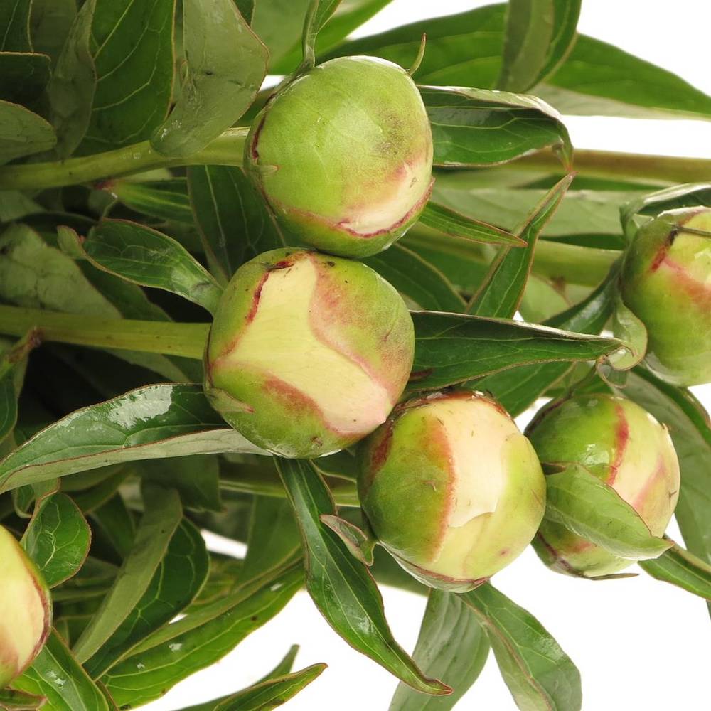 Pfingstrose rosa Krinkled 50cm