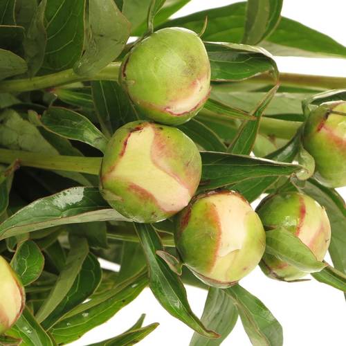 Pfingstrose rosa Krinkled 50cm