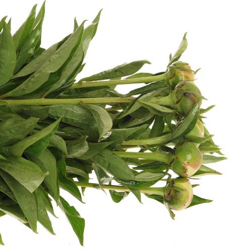 Pfingstrose rosa Krinkled 50cm