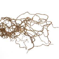 Coryllus braun Contorta 80cm 2 Jahrig