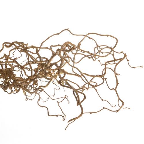 Coryllus braun Contorta 80cm 2 Jahrig