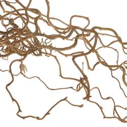 Coryllus braun Contorta 80cm 2 Jahrig