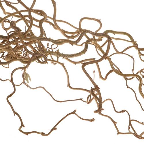 Coryllus braun Contorta 80cm 2 Jahrig