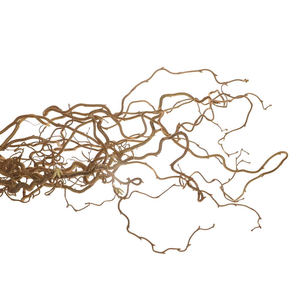 Coryllus braun Contorta 80cm 2 Jahrig