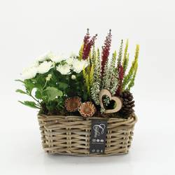 Garten.Arr-2503 Allerheiligen T27 H035