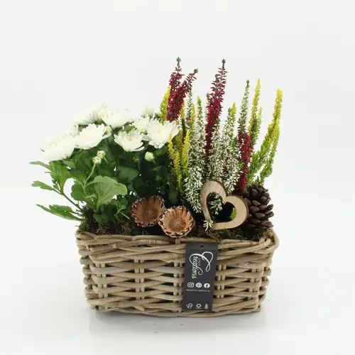 Garten.Arr-2503 Allerheiligen T27 H035