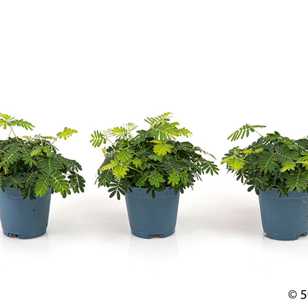 Mimosa Pudica     T6
