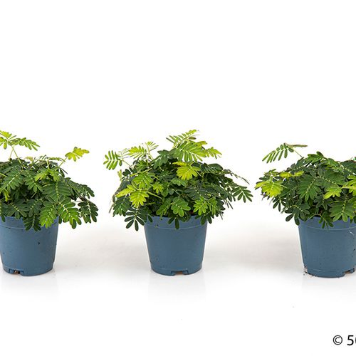 Mimosa Pudica     T6
