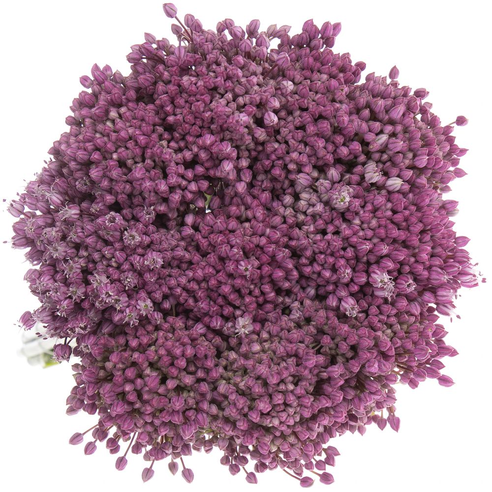 Allium lila Jasmine 80cm