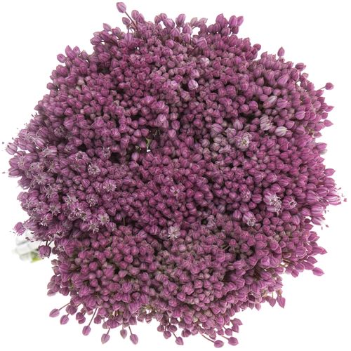Allium lila Jasmine 80cm