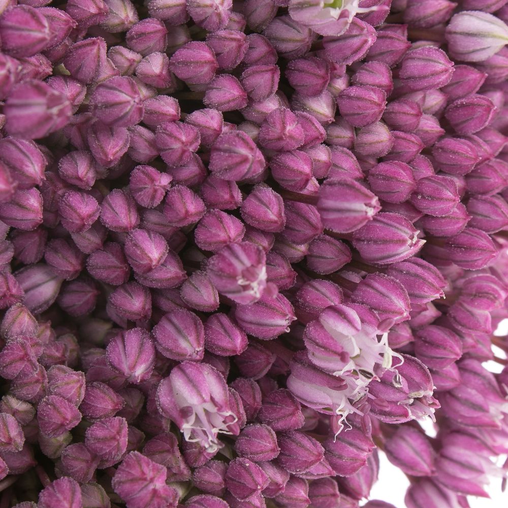 Allium lila Jasmine 80cm