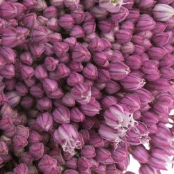 Allium lila Jasmine 80cm