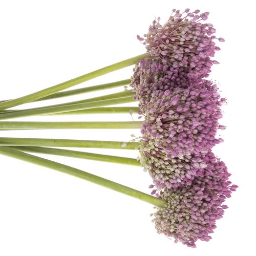 Allium lila Jasmine 80cm