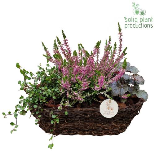 Garten.Arr SOM003 Herbst T34 H035