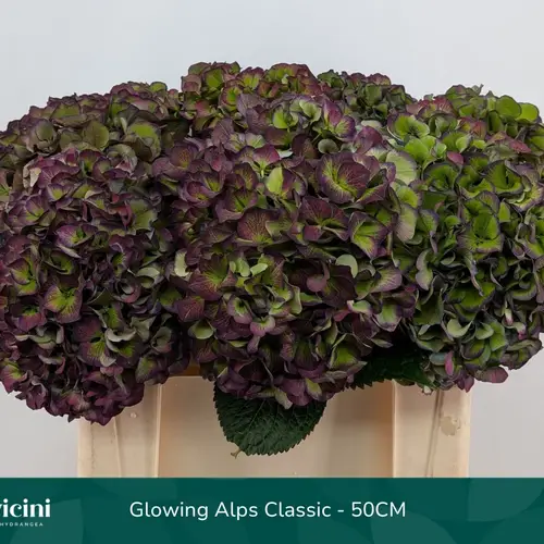 Hortensie lila/grün Glowing Alps classic Bol 20cm 50cm