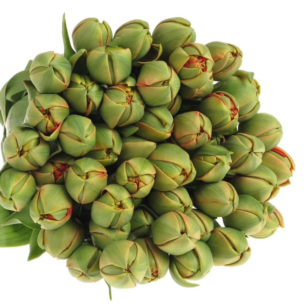 Tulpe Freiland rot/dunkel grün Pioen 24 Gramm