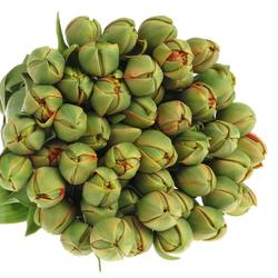 Tulpe Freiland rot/dunkel grün Pioen 24 Gramm