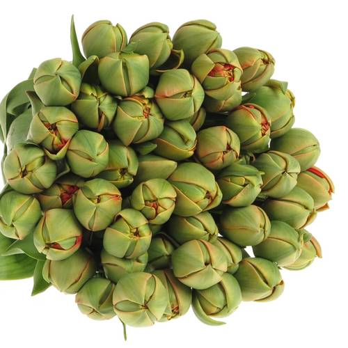 Tulpe Freiland rot/dunkel grün Pioen 24 Gramm