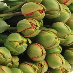 Tulpe Freiland rot/dunkel grün Pioen 24 Gramm