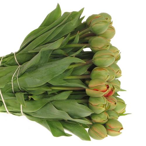 Tulpe Freiland rot/dunkel grün Pioen 24 Gramm