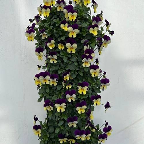 Hornveilchen lila/weiss/gelb Wandhänger H025