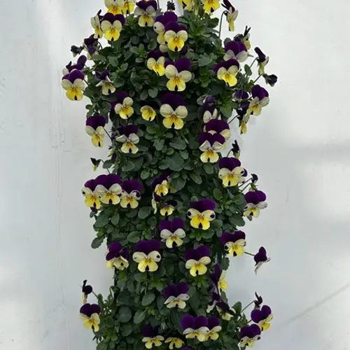 Hornveilchen lila/weiss/gelb Wandhänger H025