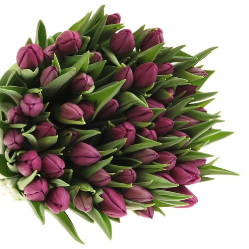 Tulpe lila Purple Valley 32 Gramm