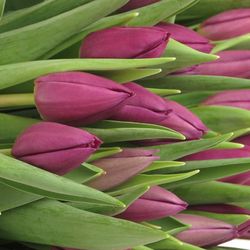 Tulpe lila Purple Valley 32 Gramm