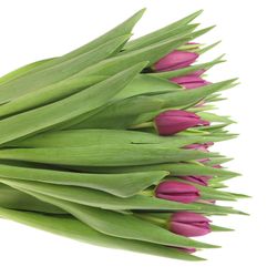 Tulpe lila Purple Valley 32 Gramm