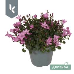 Campanula rosa Ambella Pink T10,5 H022
