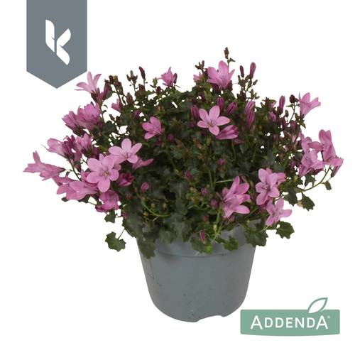 Campanula rosa Ambella Pink T10,5 H022