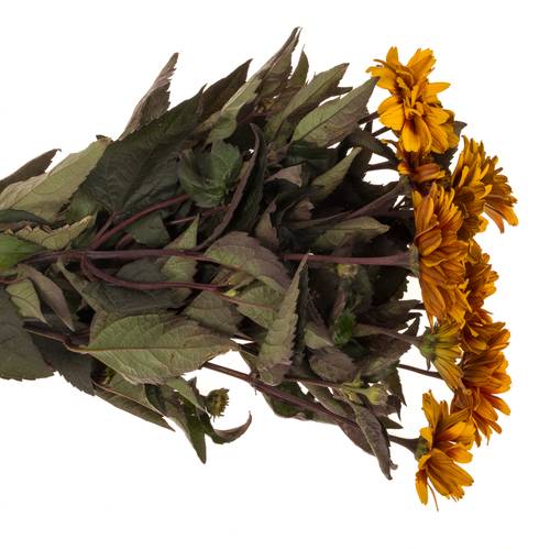 Heliopsis Dkl rot/gelb Contrast 55cm