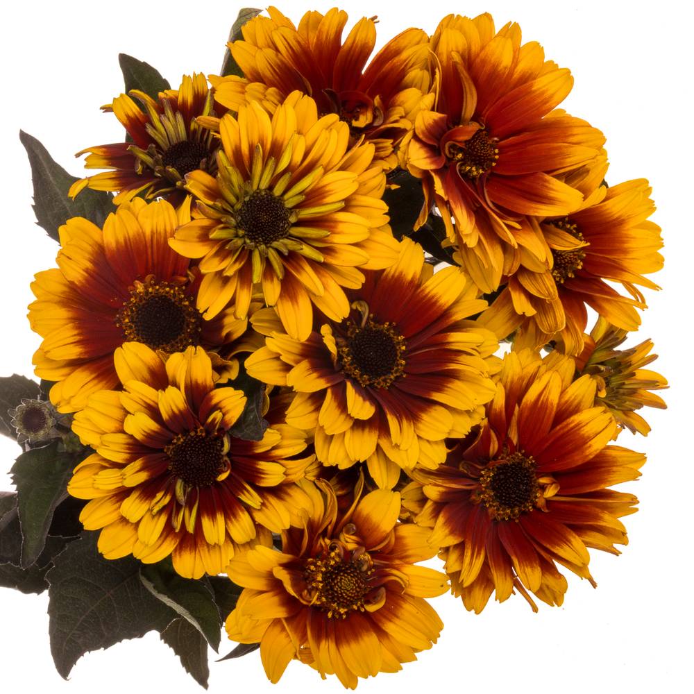 Heliopsis Dkl rot/gelb Contrast 55cm