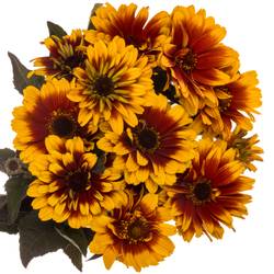 Heliopsis Dkl rot/gelb Contrast 55cm