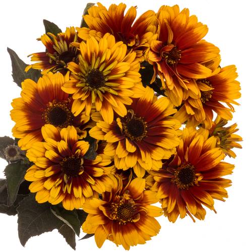 Heliopsis Dkl rot/gelb Contrast 55cm