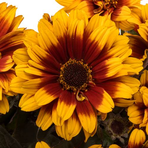 Heliopsis Dkl rot/gelb Contrast 55cm