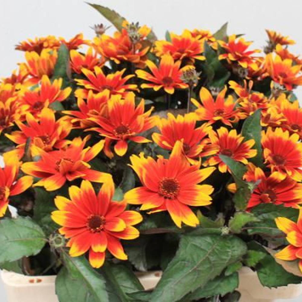 Heliopsis Dkl rot/gelb Contrast 60cm