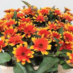 Heliopsis Dkl rot/gelb Contrast 60cm