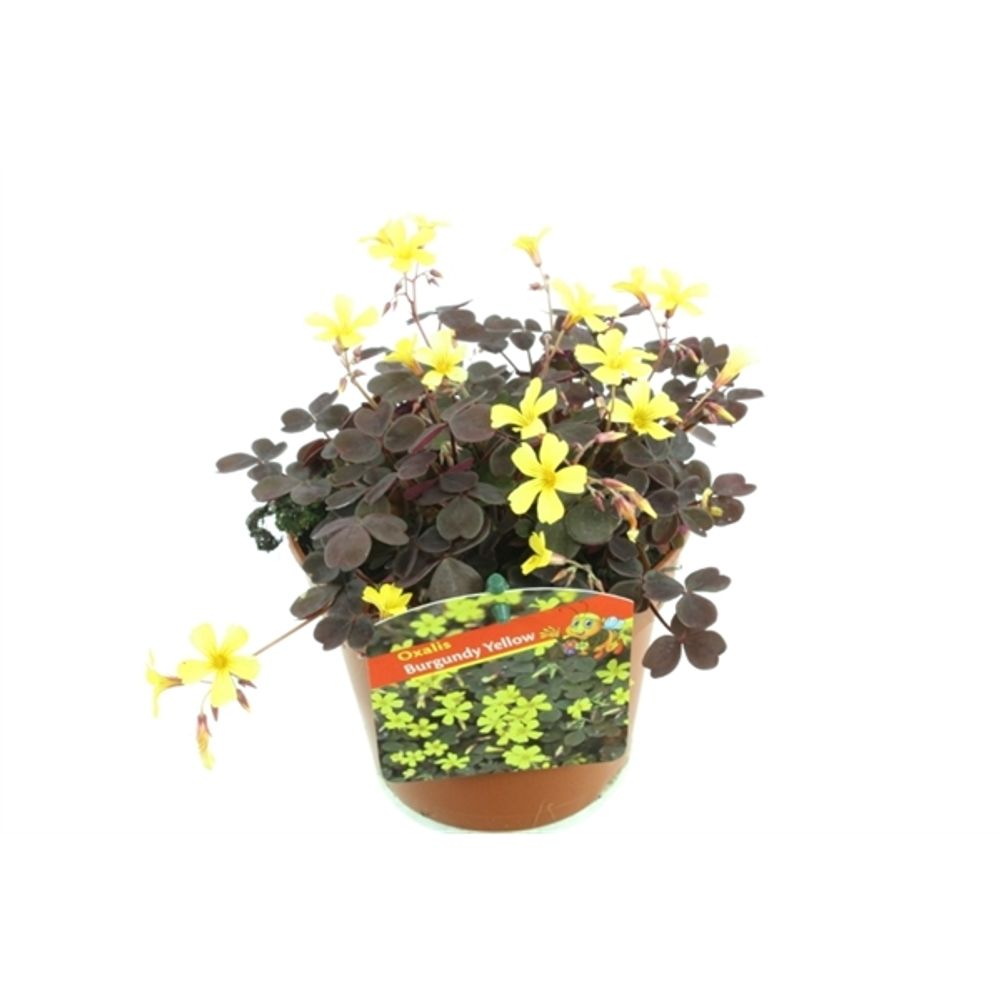 Oxalis Burgundy Yellow T13 H20