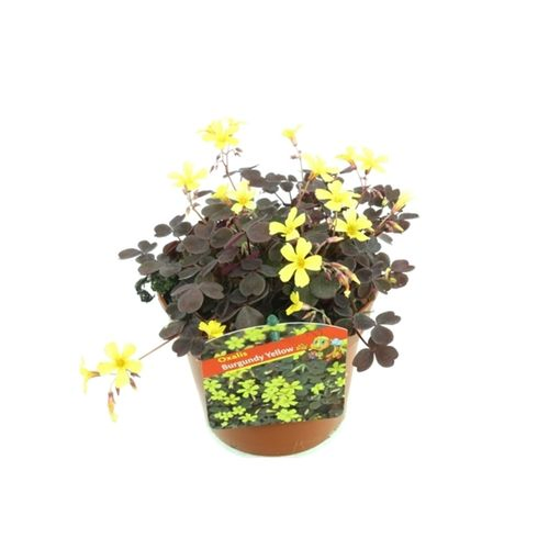 Oxalis Burgundy Yellow T13 H20