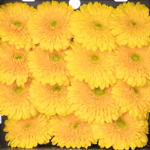 Gerbera gelb Pompon Honey Ball Big 