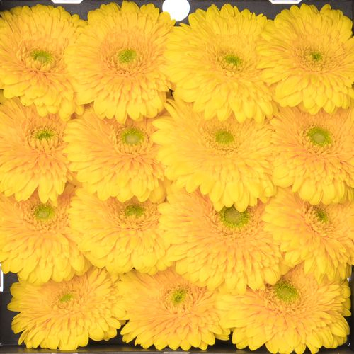 Gerbera gelb Pompon Honey Ball Big 