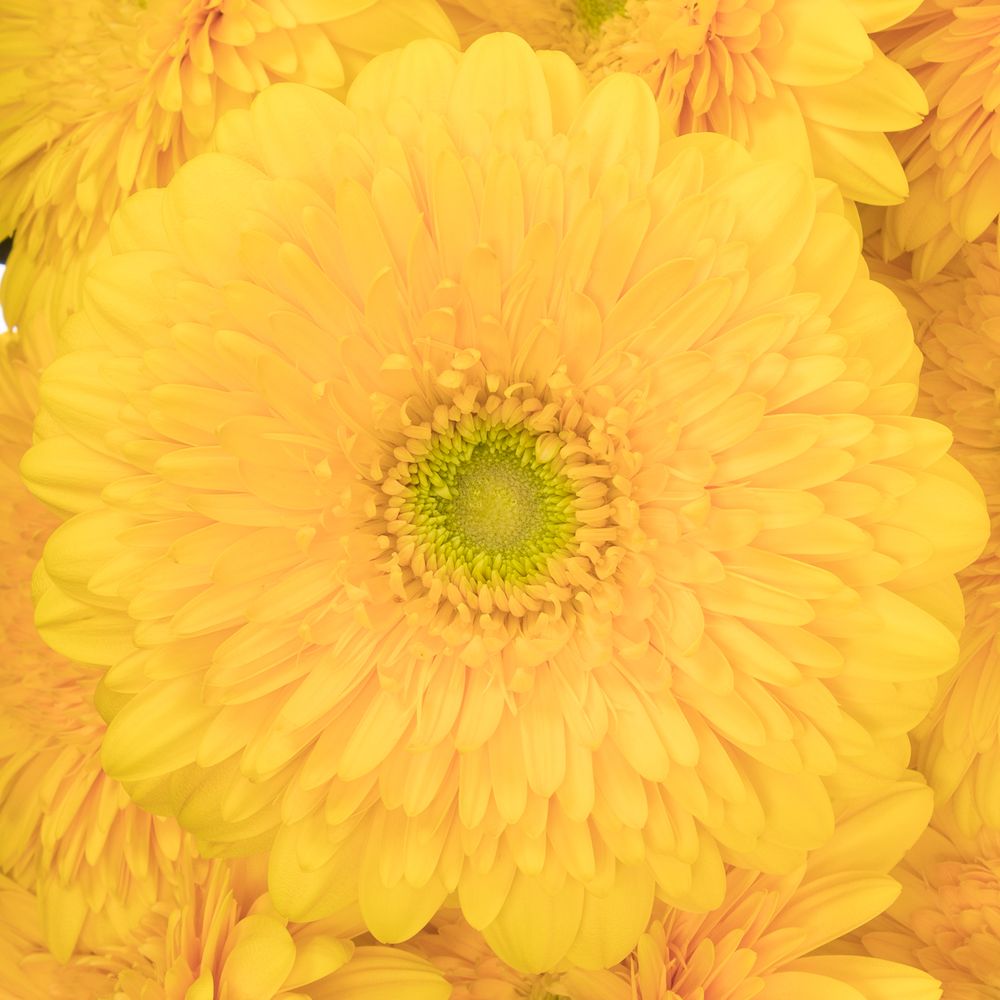 Gerbera gelb Pompon Honey Ball Big 