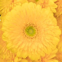 Gerbera gelb Pompon Honey Ball Big 