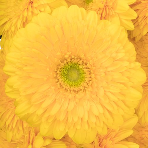 Gerbera gelb Pompon Honey Ball Big 