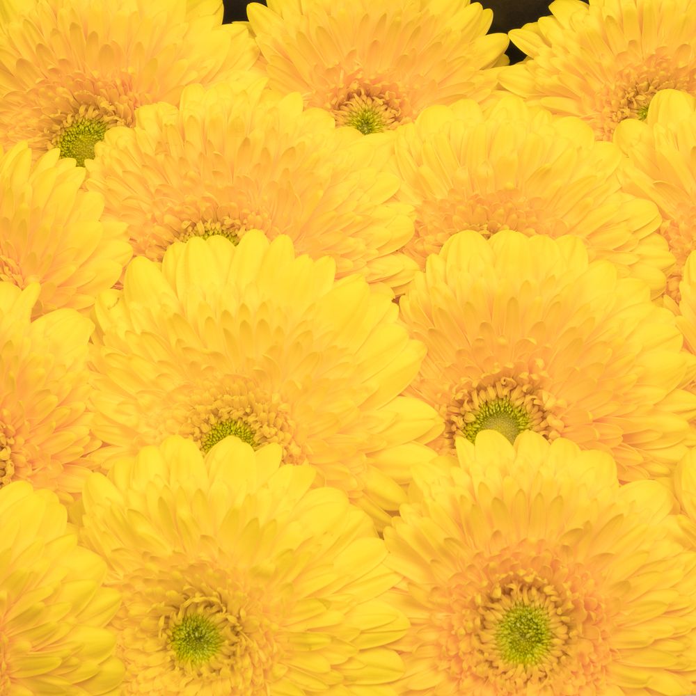 Gerbera gelb Pompon Honey Ball Big 