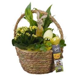 Spath.Arr PTPB6542 Ostern T18 H030