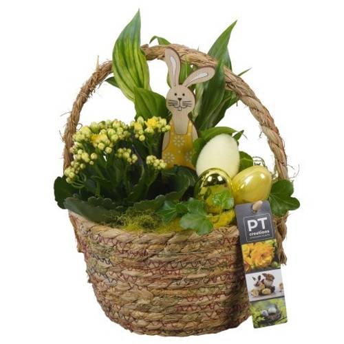 Spath.Arr PTPB6542 Ostern T18 H030